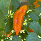 Aji Mango - Seeds