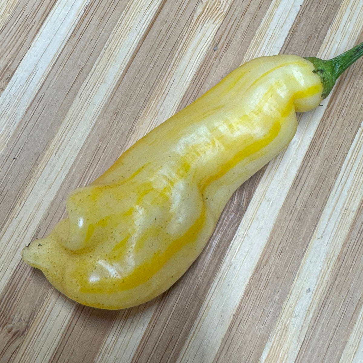 Aji Monika - Seeds