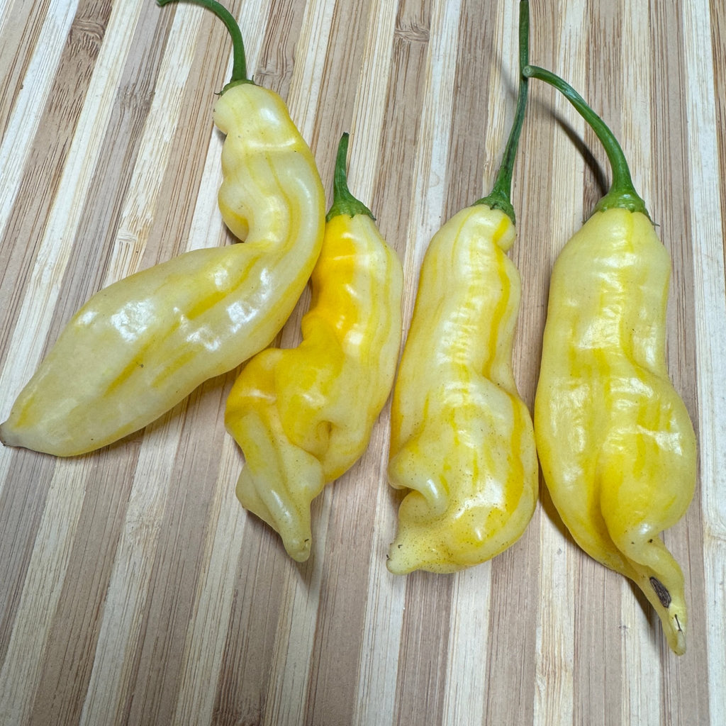 Aji Monika - Seeds