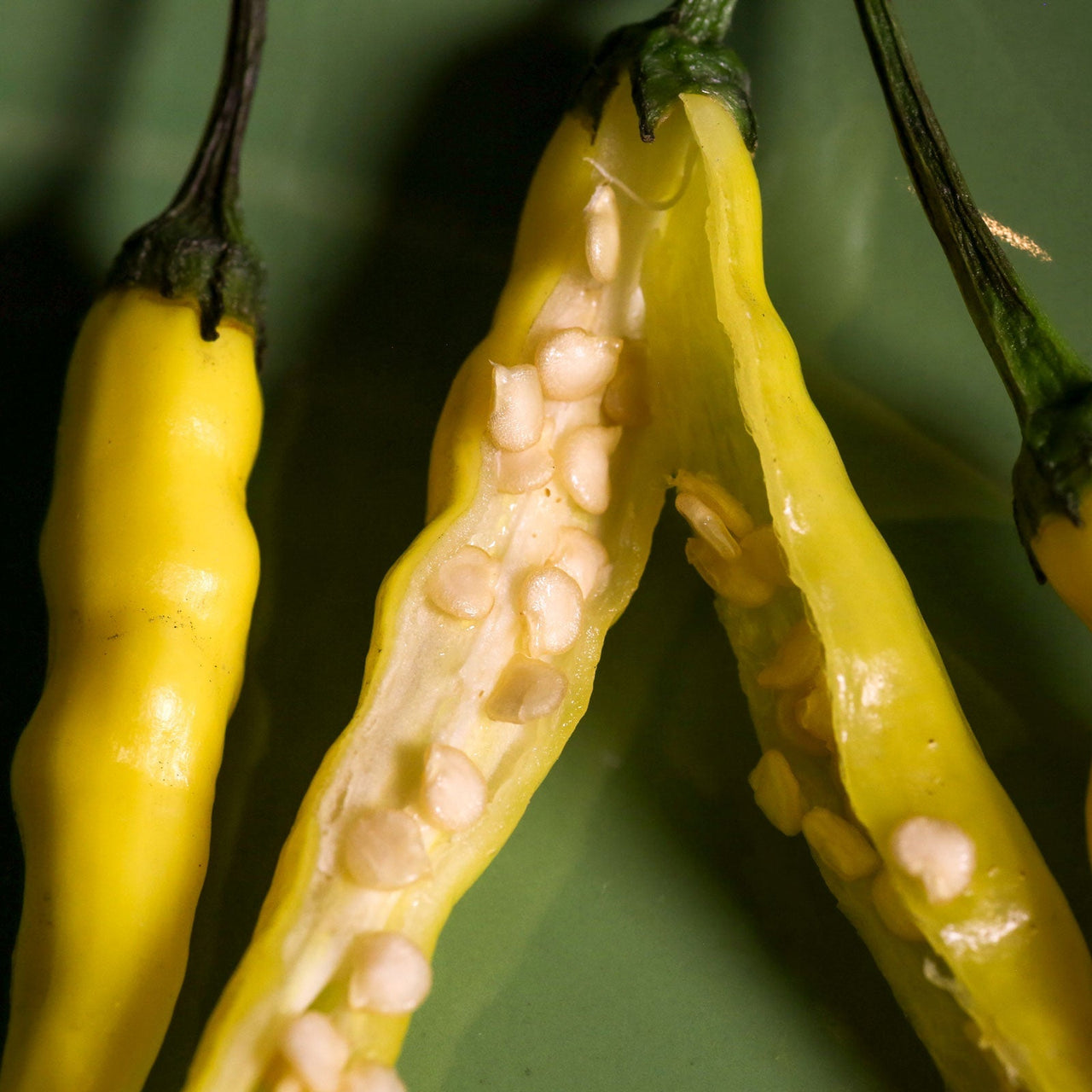 Aji Pineapple Pepper Seeds - The Pepper Pantry (Formerly Marie Sharp's)