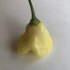 Aji White Fantasy - Seeds