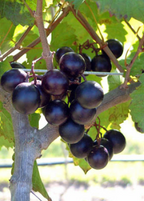Muscadine Grape 'Alachua' (Vitis rotundifolia)