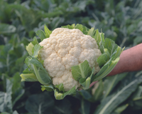 Amazing Cauliflower Seeds