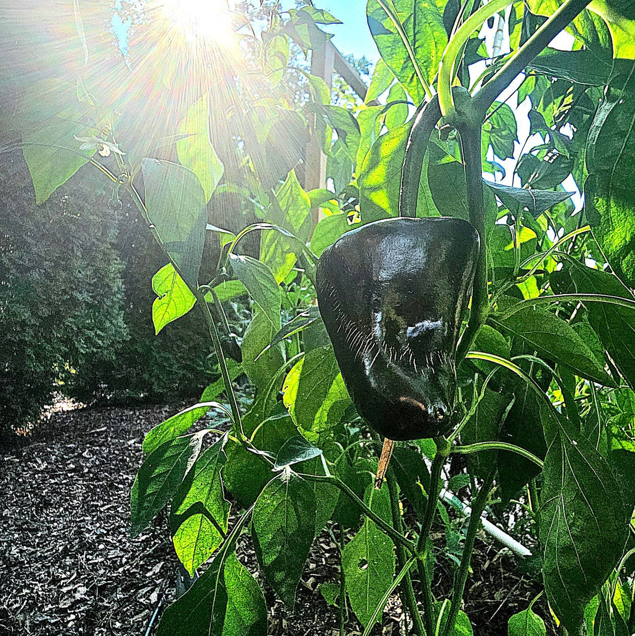 Ancho Poblano Pepper Seeds - The Pepper Pantry (Formerly Marie Sharp's)