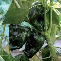 Thumbnail for Ancho Gigantea Pepper Seeds