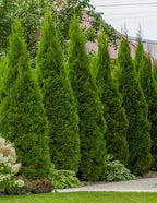 Thuja Green Giant Arborvitae For Sale