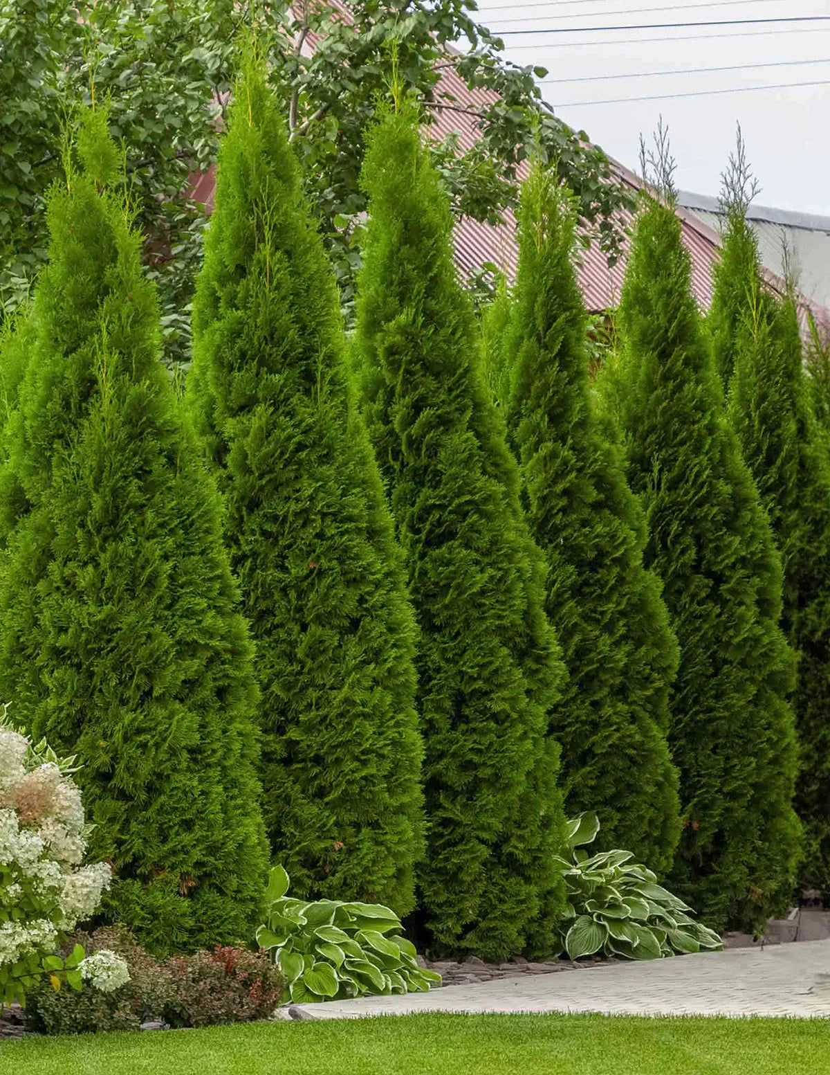 Thuja Green Giant Arborvitae For Sale