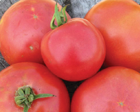 Arkansas Traveler Tomato Seeds