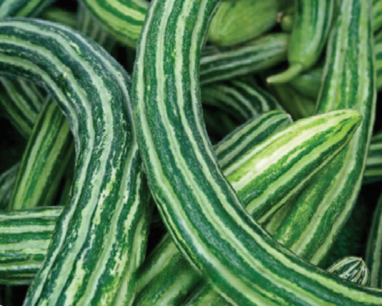 Armenian Cucumber Seeds