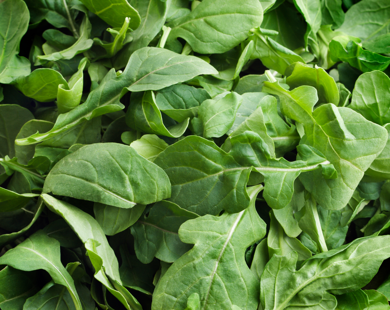 Arugula Seeds