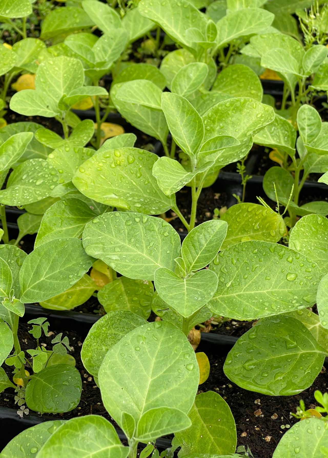 Ashwagandha (Withania somnifera)