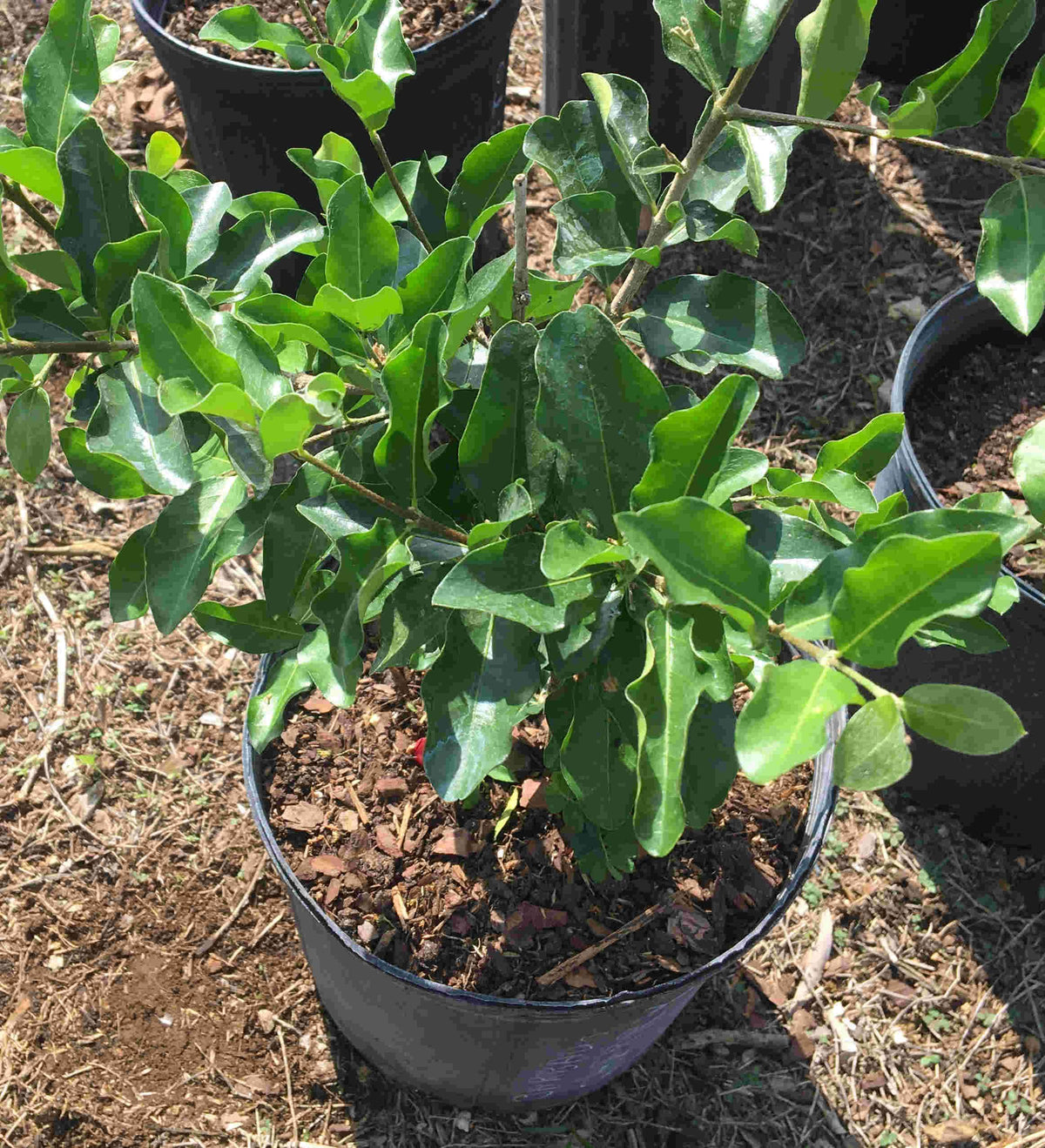 Barbados Cherry, Acerola, Guyana Cherry Tree