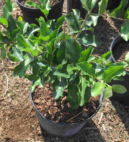 Barbados Cherry, Acerola, Guyana Cherry Tree