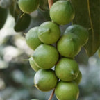 Beaumont Macadamia Nut Tree Seedling - High Yield Macadamia Integrifolia Hybrid for Gardens