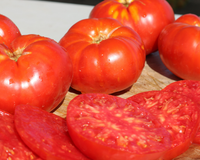 Beefmaster Hybrid Tomato Seeds