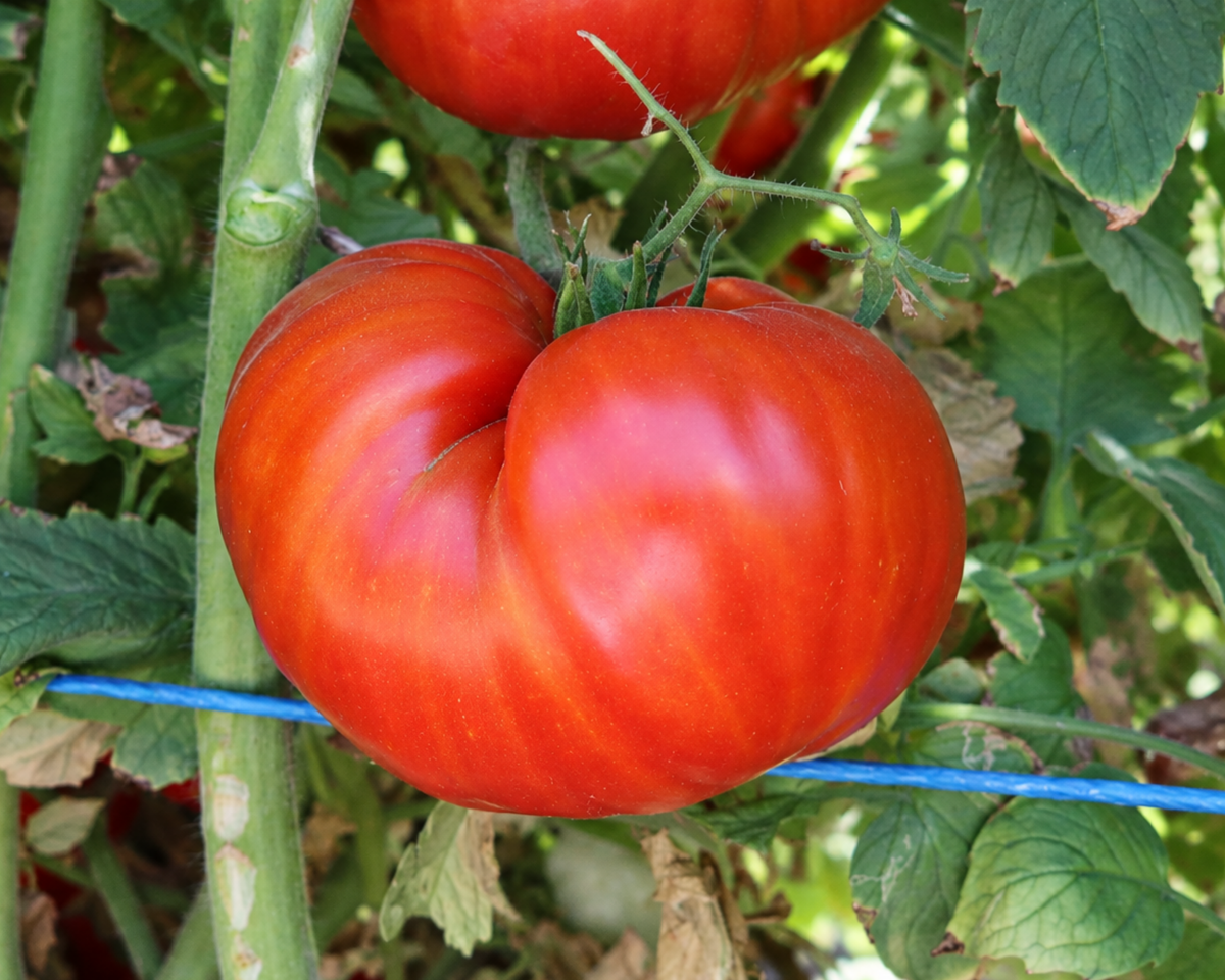 Beefmaster Hybrid Tomato Seeds