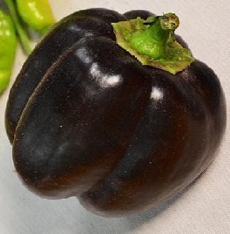 Bella Noir Pepper Seeds - The Pepper Pantry (Formerly Marie Sharp's)