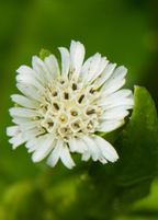 Bhringraj (Eclipta prostrata, syn, Eclipta alba)