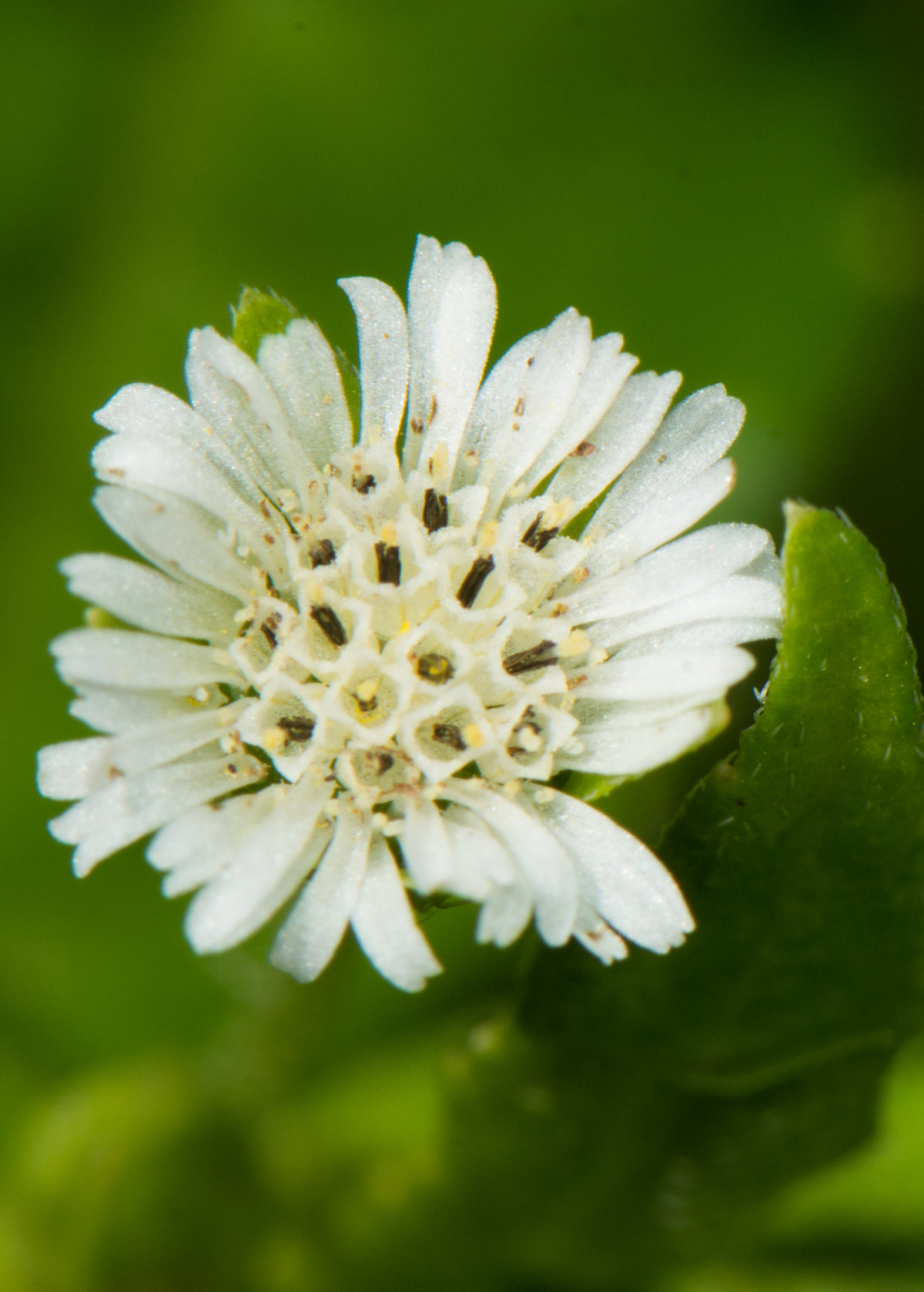 Bhringraj (Eclipta prostrata, syn, Eclipta alba)
