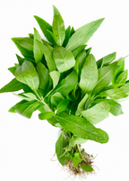 Bhringraj (Eclipta prostrata, syn, Eclipta alba)