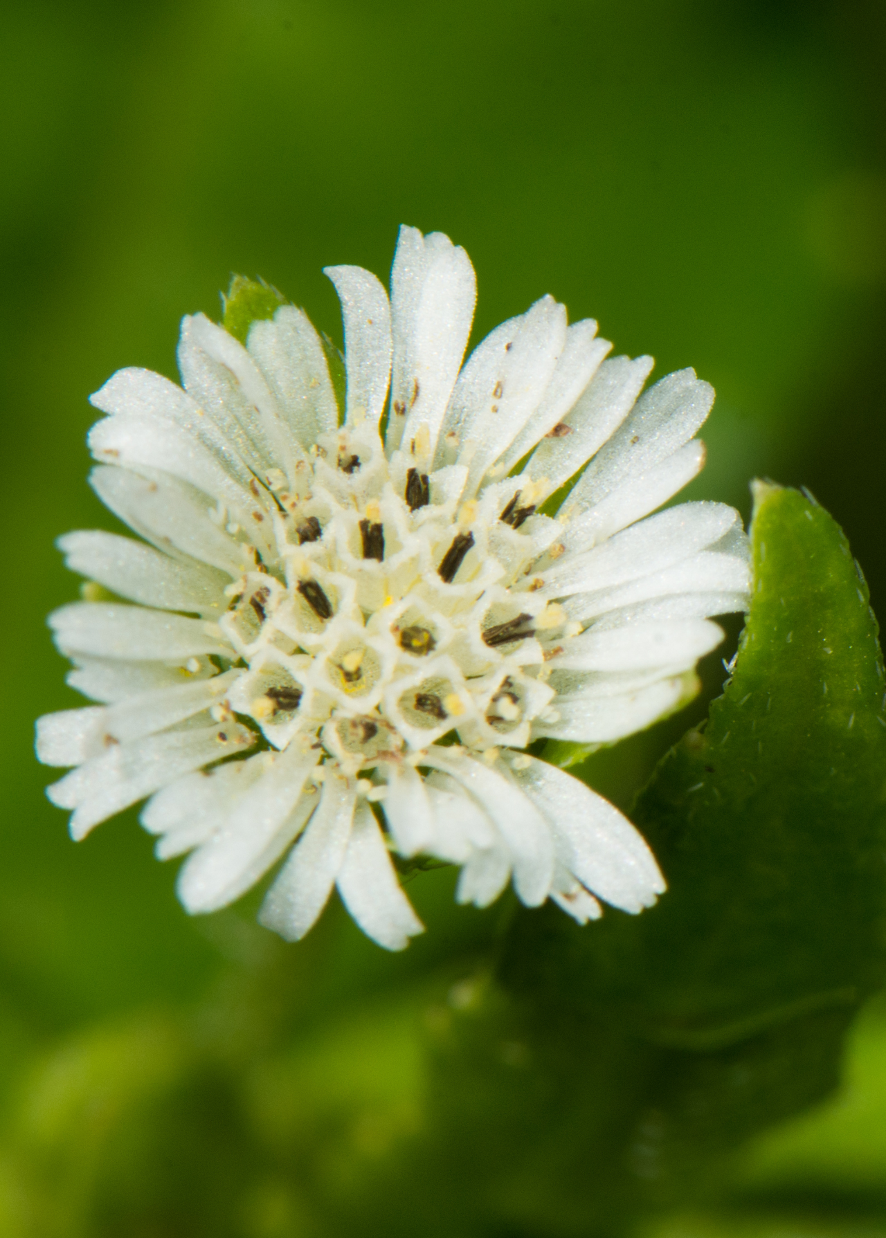 Bhringraj (Eclipta prostrata, syn, Eclipta alba)