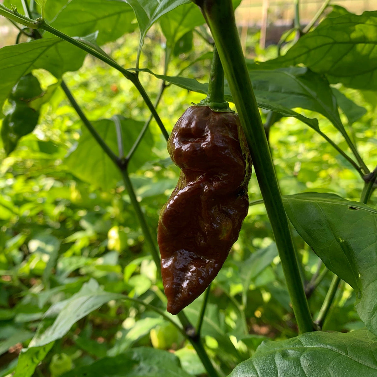 Bhut Jolokia Chocolate Ghost - Seeds
