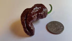 Bhut Jolokia Chocolate Ghost - Seeds