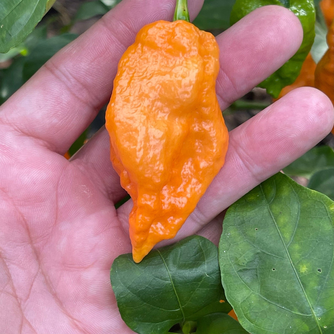 Bhut Jolokia Orange Cream - Seeds - The Pepper Pantry (Formerly Marie Sharp's)