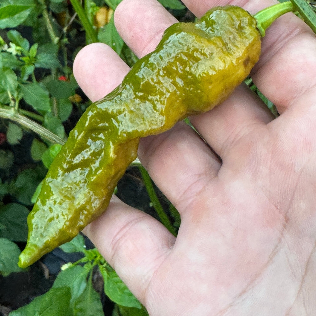 Bhut Jolokia Solid Gold - Seeds