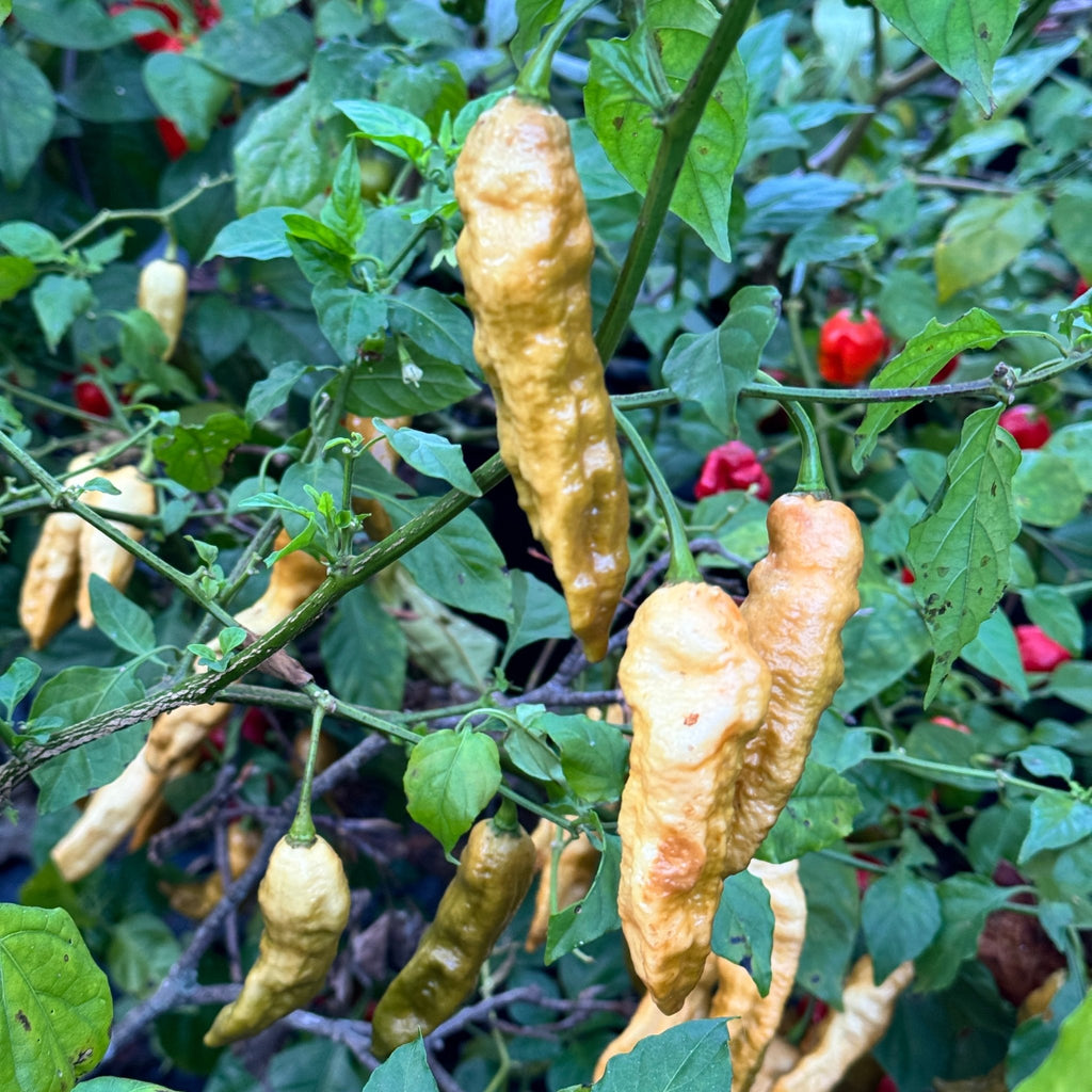 Bhut Jolokia Solid Gold - Seeds