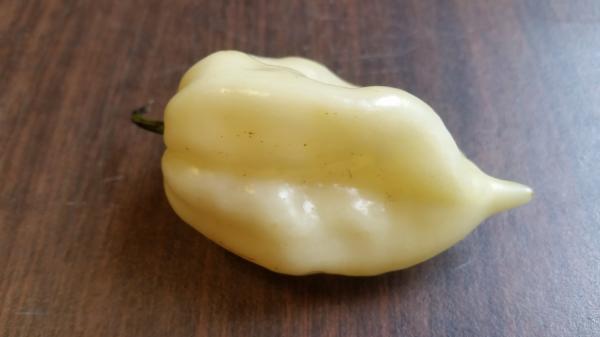Bhut Jolokia White Ghost - Seeds - The Pepper Pantry (Formerly Marie Sharp's)