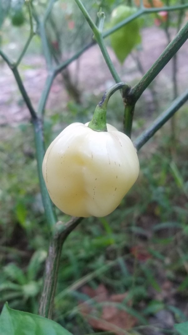 Bhut Jolokia White Ghost - Seeds - The Pepper Pantry (Formerly Marie Sharp's)