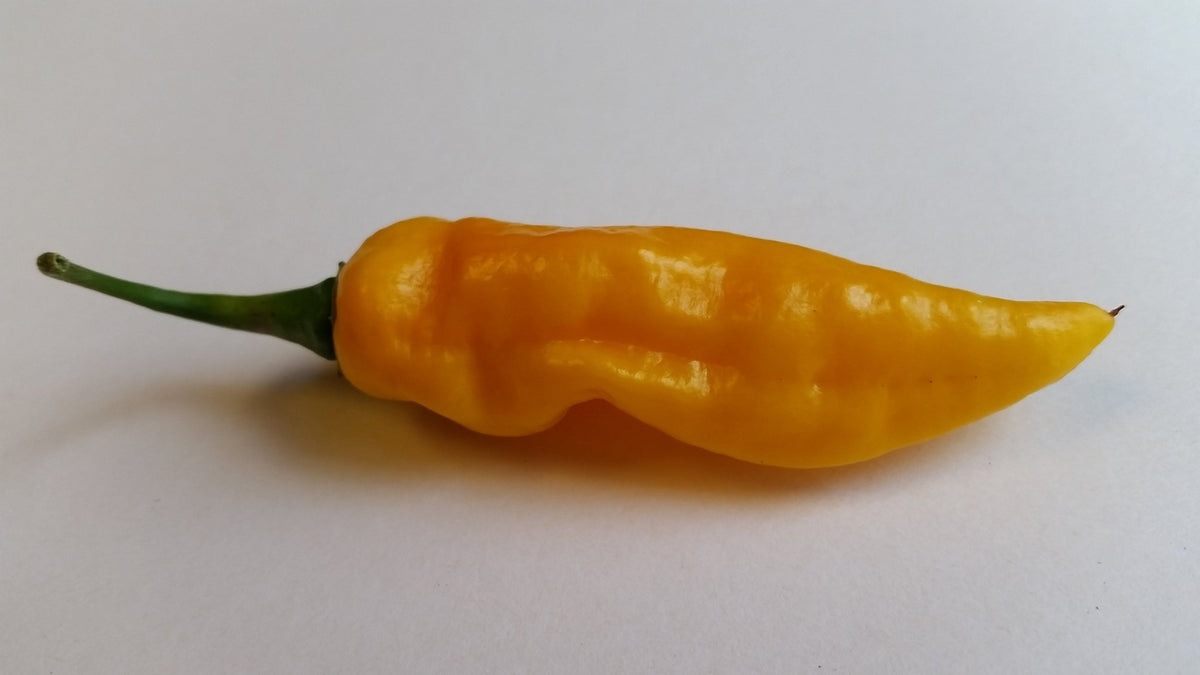 Bhut Jolokia Yellow Ghost - Seeds