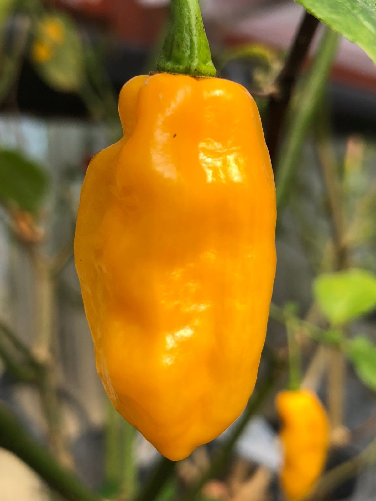 Bhut Jolokia Yellow Ghost - Seeds