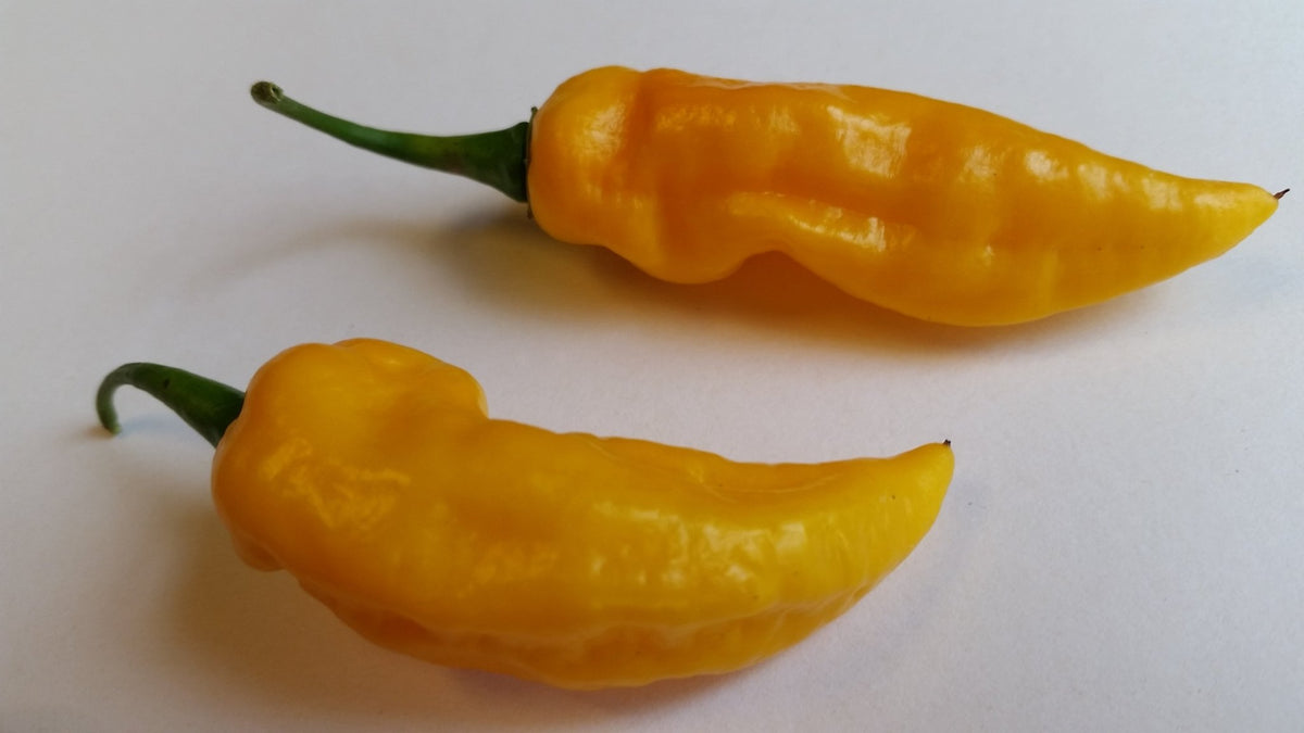 Bhut Jolokia Yellow Ghost - Seeds