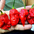 Bhutlah Bubblegum 7 Pot Red Seeds
