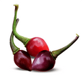 Bico Roxa Pepper Seeds (Non - Isolated)
