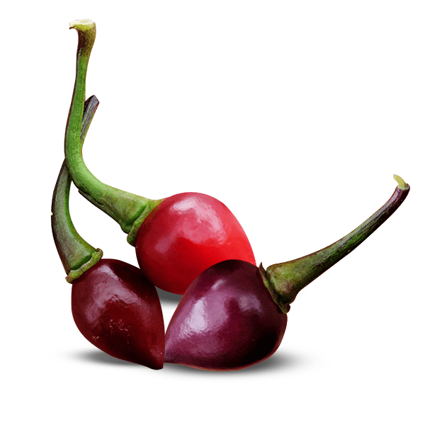 Bico Roxa Pepper Seeds (Non - Isolated)