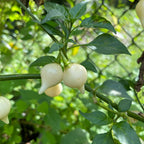 Biquinho White - Seeds - The Pepper Pantry (Formerly Marie Sharp's)