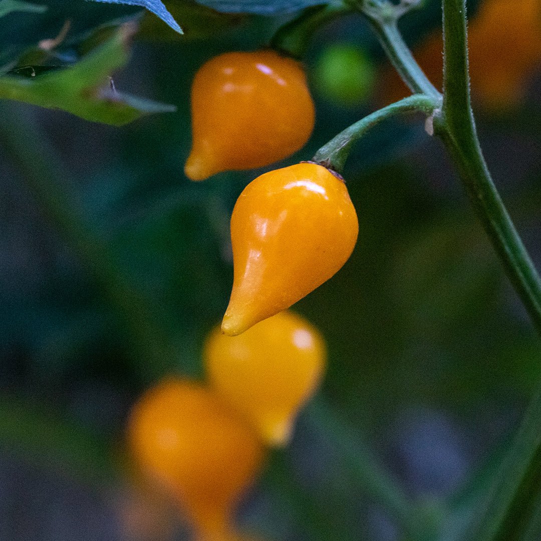 Biquinho Yellow Pepper Seeds - The Pepper Pantry (Formerly Marie Sharp's)