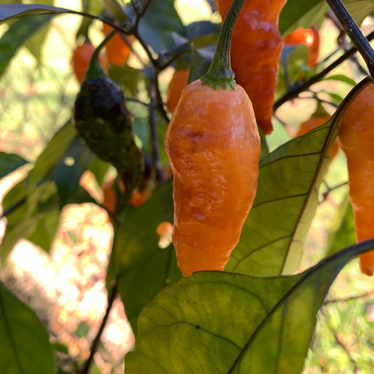 Black Panther Orange - Seeds - The Pepper Pantry (Formerly Marie Sharp's)
