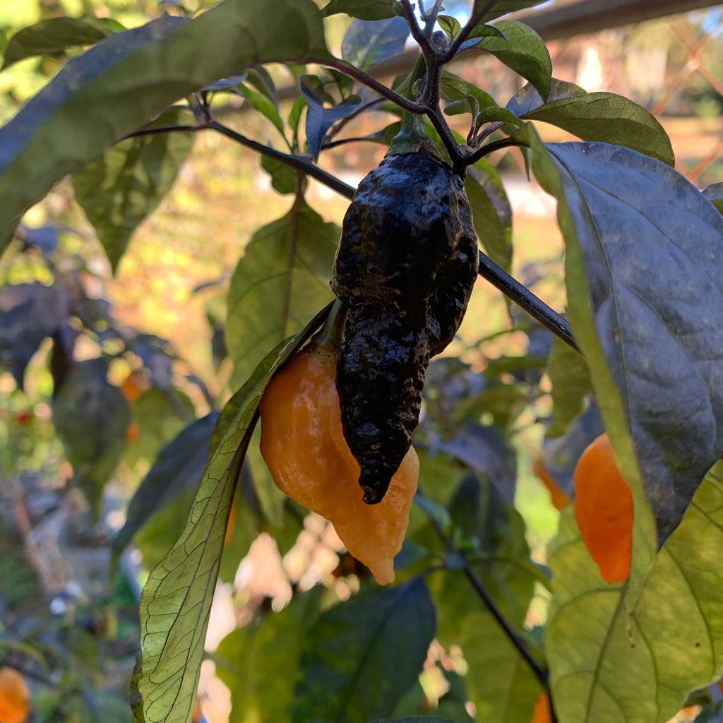Black Panther Orange - Seeds - The Pepper Pantry (Formerly Marie Sharp's)