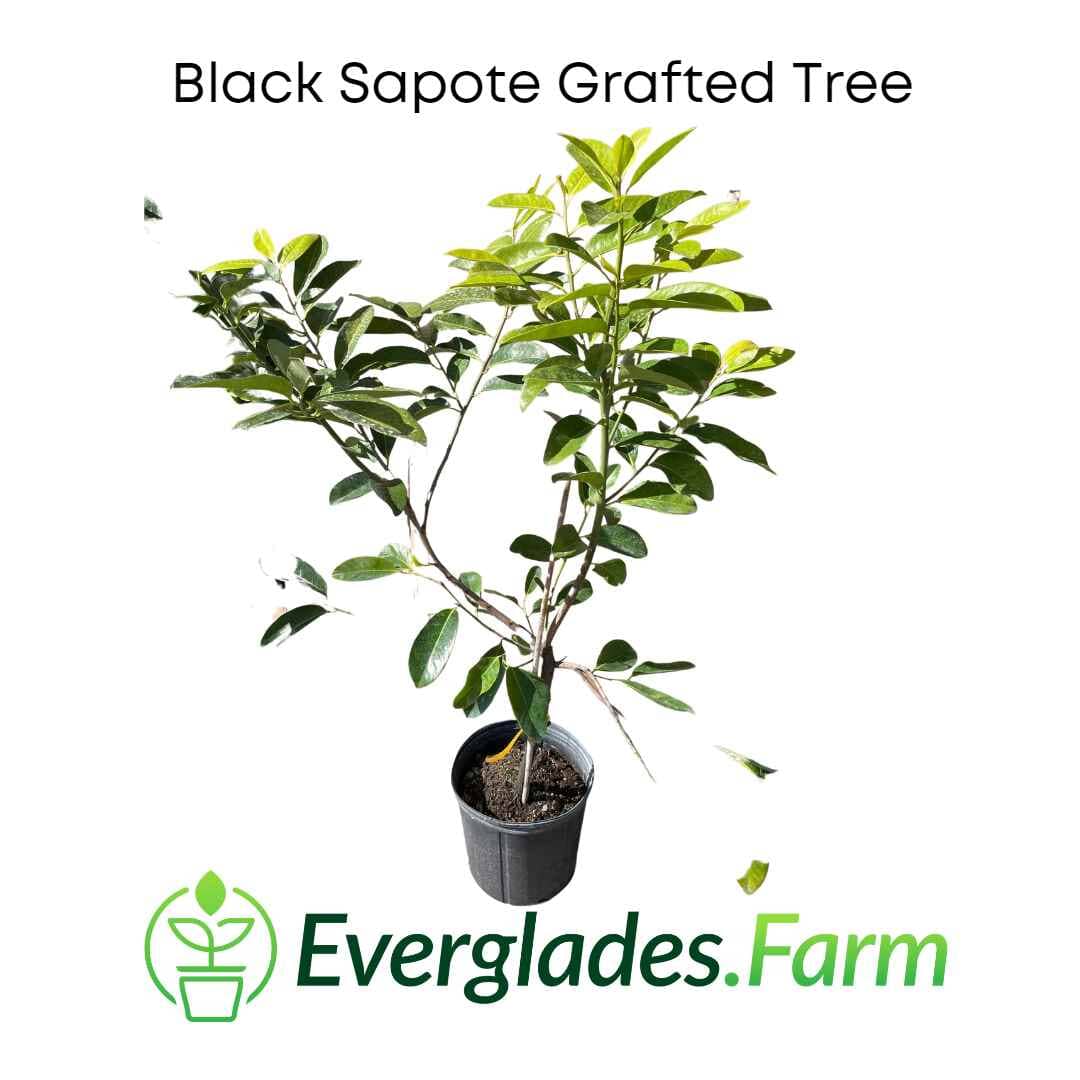 Black Sapote Reineke [Merida] Grafted Tree