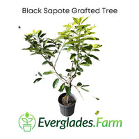 Black Sapote Reineke [Merida] Grafted Tree