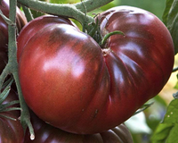 Black Krim Tomato Seeds
