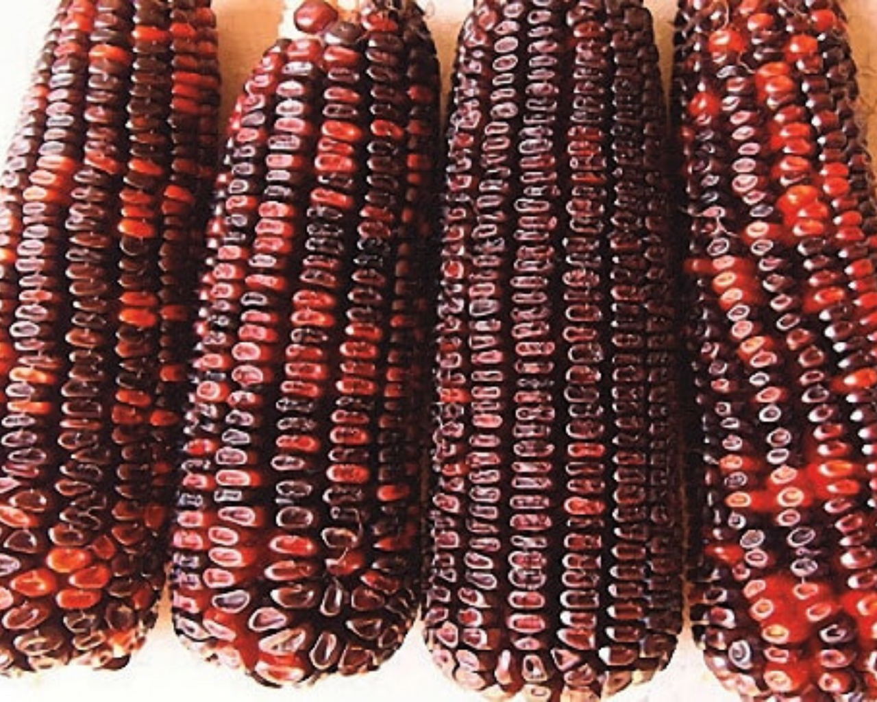 Bloody Butcher Corn Seeds