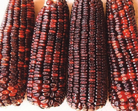 Bloody Butcher Corn Seeds
