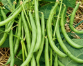Blue Lake FM-1 Bean Seeds
