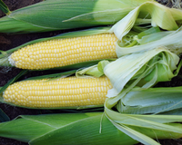 Bodacious RM (yellow se+) Hybrid Sweet Corn Seeds