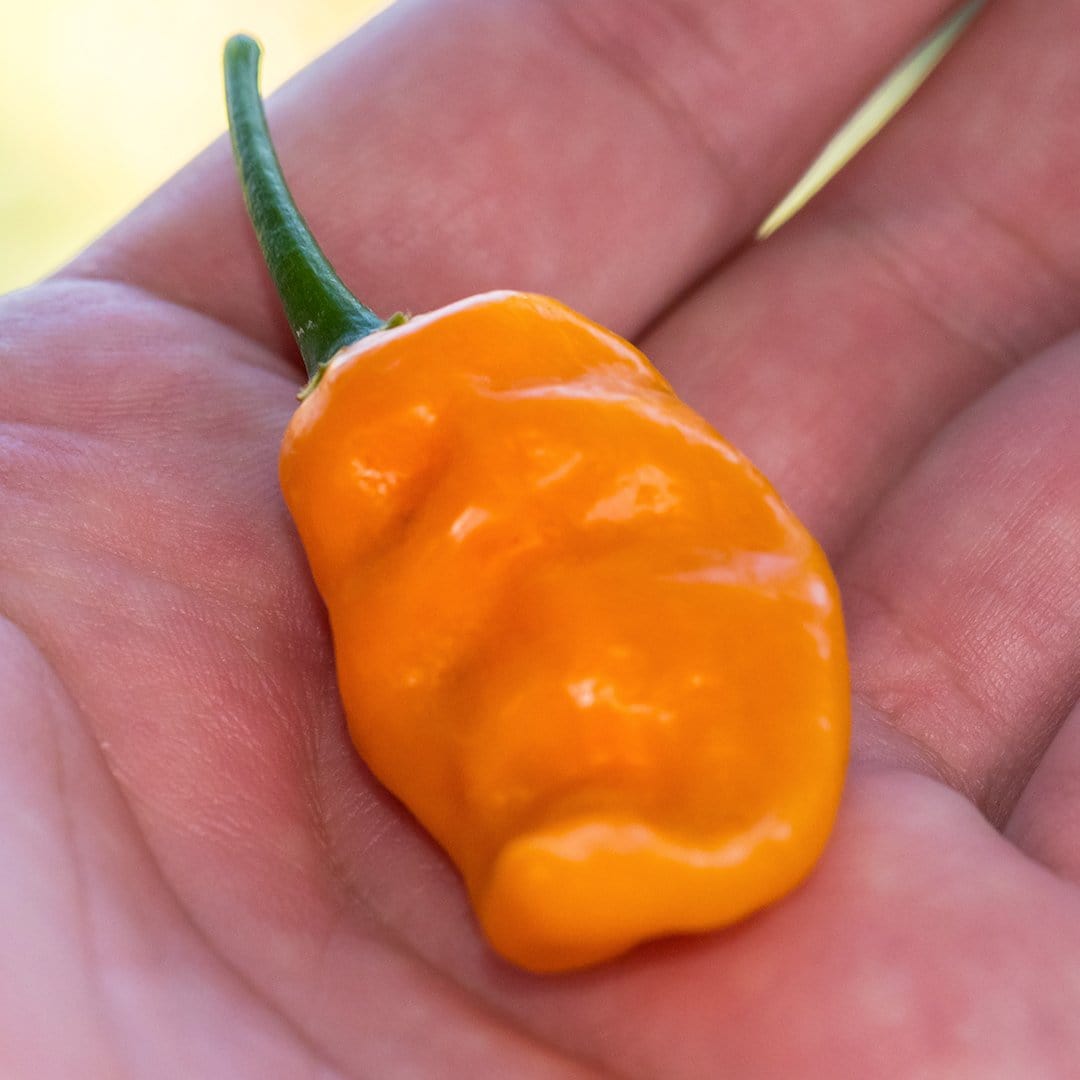 Bonda ma Jacques Pepper Seeds (Non - Isolated)